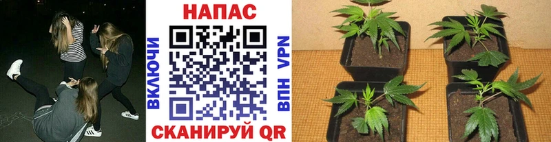 МАРИХУАНА MAZAR Сланцы